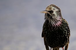 Even with the right shutter speed and image stabilisation enabled there are many reasons why your images may not be sharp. Here are seven things which may help you...